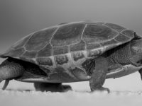 Your Slow Hiring Decisions Are Costing You Big
